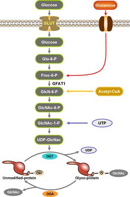 Protein O-GlcNAcylation in multiple immune cells and its therapeutic potential